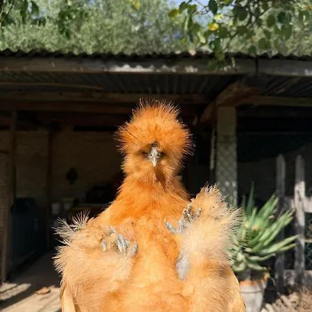 Exclusive In An 1800s Frescoed With Historic Park - Mastrangelo